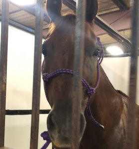 Meet your Posher, Cambrey